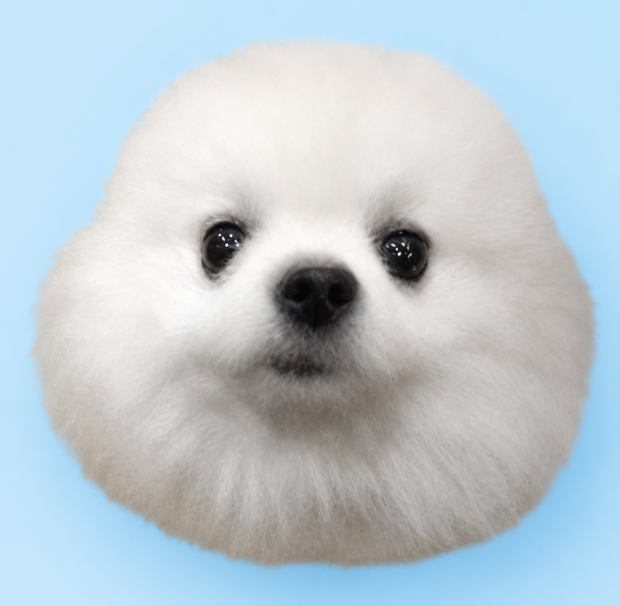 PYONYA - Durov's Dog logo